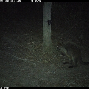 Wallabia bicolor (Swamp Wallaby) at Crowther, NSW - 25 Apr 2025 by Frecko