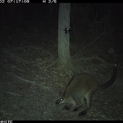 Wallabia bicolor (Swamp Wallaby) at Crowther, NSW - 2 May 2025 by Frecko