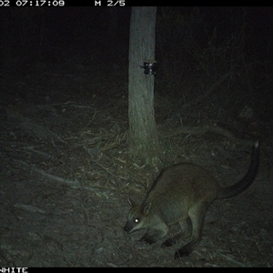 Wallabia bicolor (Swamp Wallaby) at Crowther, NSW - 2 May 2025 by Frecko