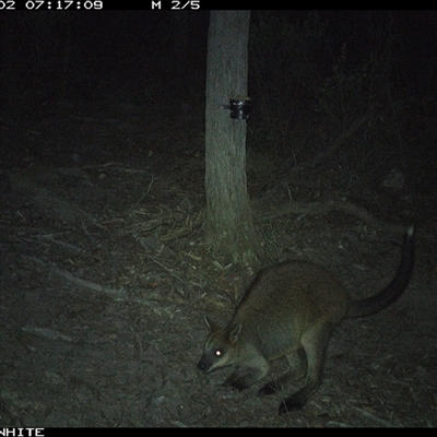 Wallabia bicolor (Swamp Wallaby) at Crowther, NSW - 2 May 2025 by Frecko