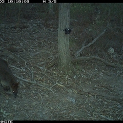 Wallabia bicolor (Swamp Wallaby) at Crowther, NSW - 3 May 2025 by Frecko