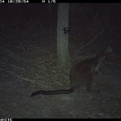 Wallabia bicolor (Swamp Wallaby) at Crowther, NSW - 4 May 2025 by Frecko