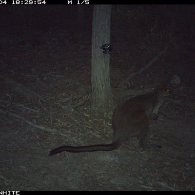 Wallabia bicolor (Swamp Wallaby) at Crowther, NSW - 4 May 2025 by Frecko