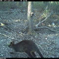 Wallabia bicolor (Swamp Wallaby) at Crowther, NSW - 9 May 2025 by Frecko