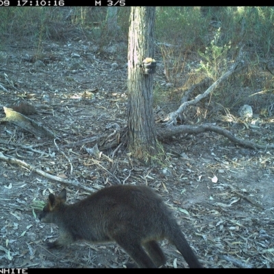 Wallabia bicolor (Swamp Wallaby) at Crowther, NSW - 9 May 2025 by Frecko