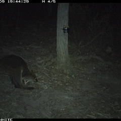 Wallabia bicolor (Swamp Wallaby) at Crowther, NSW - 9 May 2025 by Frecko