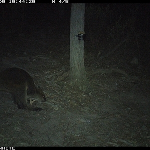 Wallabia bicolor (Swamp Wallaby) at Crowther, NSW - 9 May 2025 by Frecko