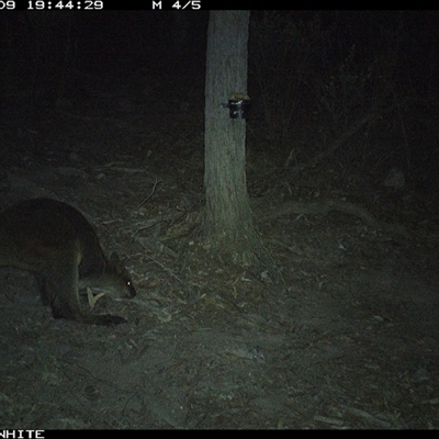 Wallabia bicolor (Swamp Wallaby) at Crowther, NSW - 9 May 2025 by Frecko