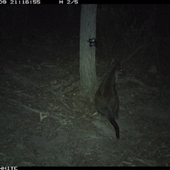 Wallabia bicolor (Swamp Wallaby) at Crowther, NSW - 9 May 2025 by Frecko