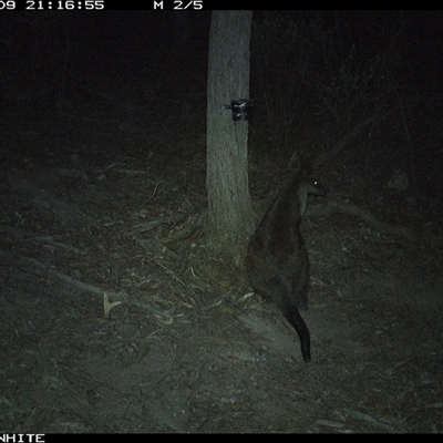 Wallabia bicolor (Swamp Wallaby) at Crowther, NSW - 9 May 2025 by Frecko