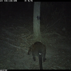 Wallabia bicolor (Swamp Wallaby) at Crowther, NSW - 10 May 2025 by Frecko