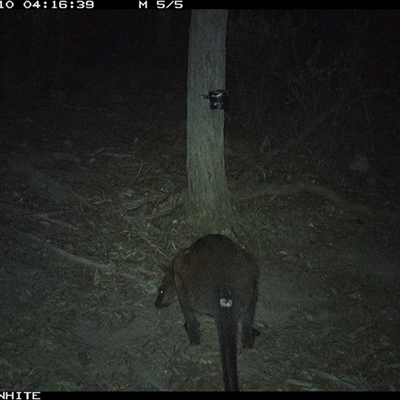 Wallabia bicolor (Swamp Wallaby) at Crowther, NSW - 10 May 2025 by Frecko