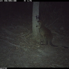 Wallabia bicolor (Swamp Wallaby) at Crowther, NSW - 10 May 2025 by Frecko