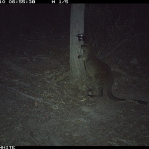 Wallabia bicolor (Swamp Wallaby) at Crowther, NSW - 10 May 2025 by Frecko
