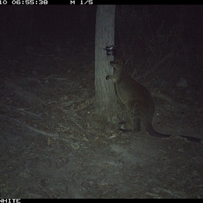 Wallabia bicolor (Swamp Wallaby) at Crowther, NSW - 10 May 2025 by Frecko