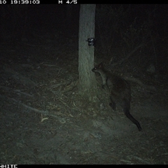 Wallabia bicolor (Swamp Wallaby) at Crowther, NSW - 10 May 2025 by Frecko