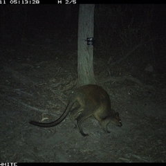 Wallabia bicolor (Swamp Wallaby) at Crowther, NSW - 11 May 2025 by Frecko