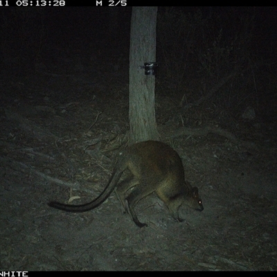 Wallabia bicolor (Swamp Wallaby) at Crowther, NSW - 11 May 2025 by Frecko