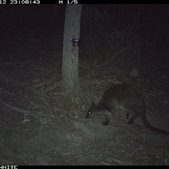 Wallabia bicolor (Swamp Wallaby) at Crowther, NSW - 12 May 2025 by Frecko