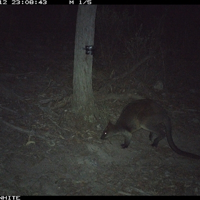 Wallabia bicolor (Swamp Wallaby) at Crowther, NSW - 12 May 2025 by Frecko