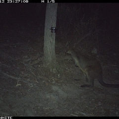 Wallabia bicolor (Swamp Wallaby) at Crowther, NSW - 12 May 2025 by Frecko