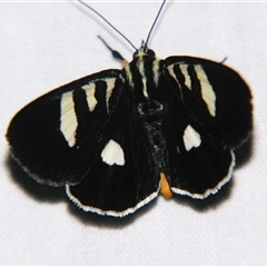 Mimeusemia centralis (A Day-flying moth (Agaristinae) at Abergowrie, QLD - 20 Oct 2008 by PJH123