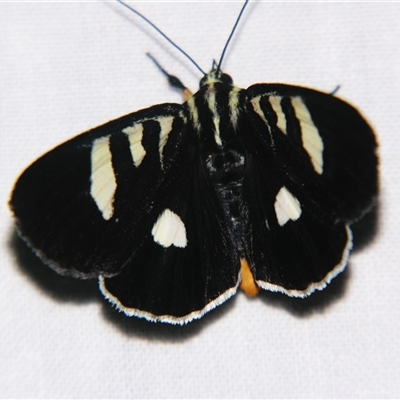 Mimeusemia centralis (A Day-flying moth (Agaristinae) at Abergowrie, QLD - 20 Oct 2008 by PJH123