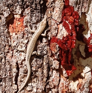 Unverified Skink by JimL