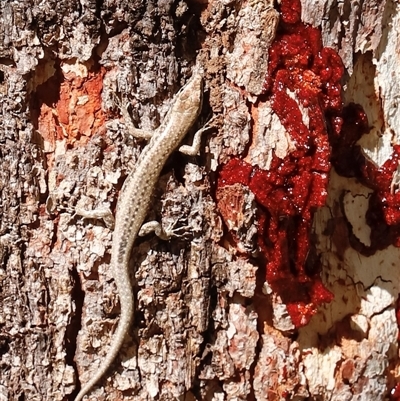 Unverified Skink by JimL
