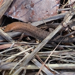 Unverified Skink by JimL