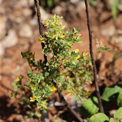 Unverified Pea at Venn, NT - 1 Jul 2025 by JimL