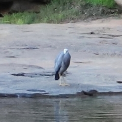 Egretta novaehollandiae (White-faced Heron) at Nitmiluk, NT - 30 Jun 2025 by JimL
