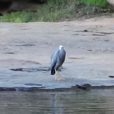 Egretta novaehollandiae (White-faced Heron) at Nitmiluk, NT - 30 Jun 2025 by JimL