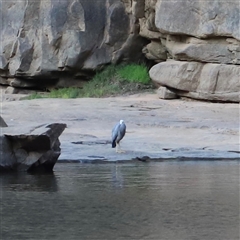 Egretta novaehollandiae at Nitmiluk, NT - suppressed
