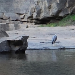 Egretta novaehollandiae at Nitmiluk, NT - suppressed