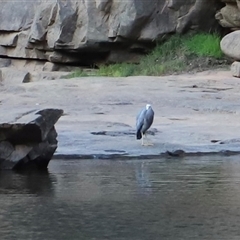 Egretta novaehollandiae at Nitmiluk, NT - suppressed