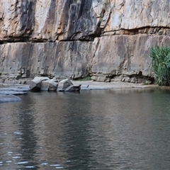 Egretta novaehollandiae at Nitmiluk, NT - suppressed