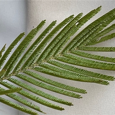Acacia mearnsii (Black Wattle) at Denman Prospect, ACT - 30 Jun 2025 by Jennybach