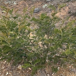 Acacia mearnsii at Denman Prospect, ACT - 30 Jun 2025 02:52 PM