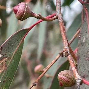 Eucalyptus bridgesiana at Mullion, NSW - 10 Jul 2024 by JaneR