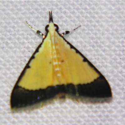 Pseudonoorda metalloma (A Crambid Moth (Odontinae) at Abergowrie, QLD - 20 Oct 2008 by PJH123