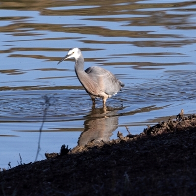 Egretta novaehollandiae (White-faced Heron) at Burra, NSW - 29 Jun 2025 by AlisonMilton