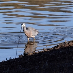 Egretta novaehollandiae at Burra, NSW - 29 Jun 2025 03:44 PM