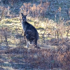 Macropus giganteus (Eastern Grey Kangaroo) at Burra, NSW - 29 Jun 2025 by AlisonMilton