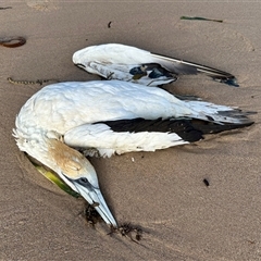 Morus serrator (Australasian Gannet) at Pebbly Beach, NSW - 21 Oct 2024 by Pirom