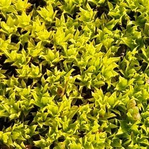 Barbula sp. at Hawker, ACT - 28 Jun 2025 02:33 PM