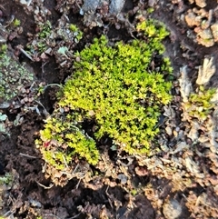 Barbula sp. at Hawker, ACT - 28 Jun 2025 02:33 PM