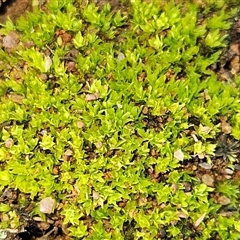 Barbula sp. at Hawker, ACT - 28 Jun 2025 02:33 PM