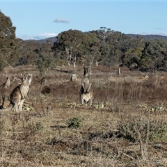 Macropus giganteus (Eastern Grey Kangaroo) at Burra, NSW - 29 Jun 2025 by AlisonMilton