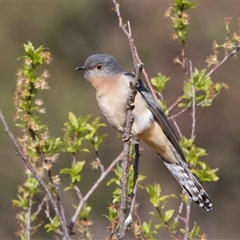 Cacomantis flabelliformis (Fan-tailed Cuckoo) at Kambah, ACT - 13 Sep 2024 by Pirom